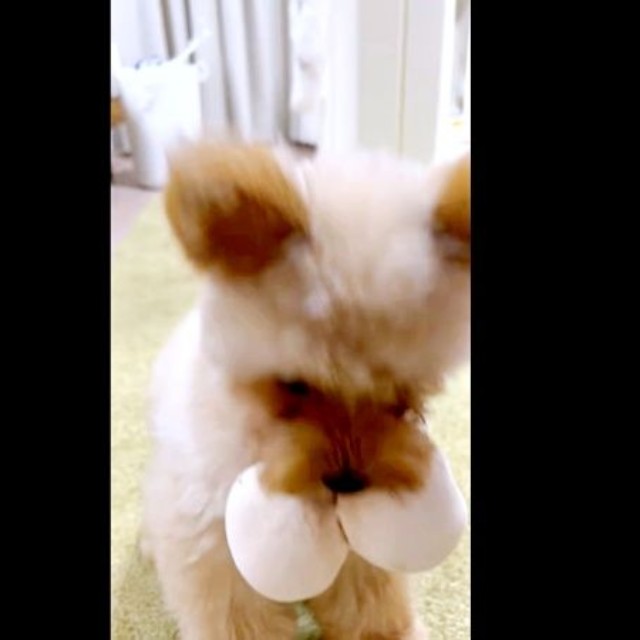 おもちゃを飼い主さんの前に置くぽっちちゃん（画像提供：もじゃ犬ぽっちさん）