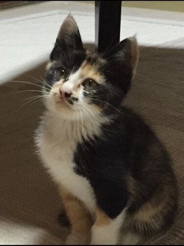 家にきたころの「あずき」