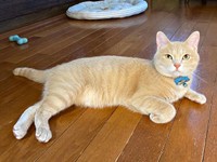 ふっくらイケニャンへと成長したきなこちゃん（画像提供：まっちゃさん）