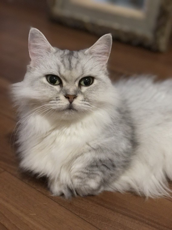 特別な存在となった、先代猫ぐりちゃん