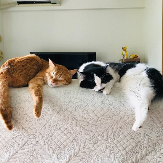 ソファアでまったり（まりさん提供）