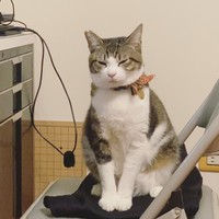 瞑想中？お父さんのズボンの上で座ったまま眠る