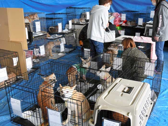 ケージに入れられた犬たちを、引き取り希望の参加者が見て回った