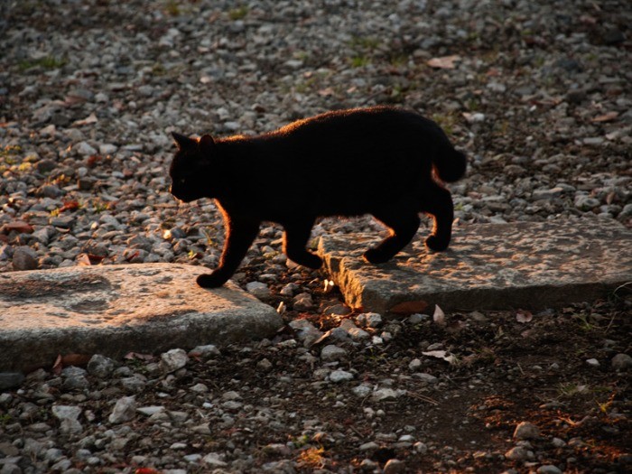 家の近所の野良猫たち。私営駐車場にて（小林写函撮影）