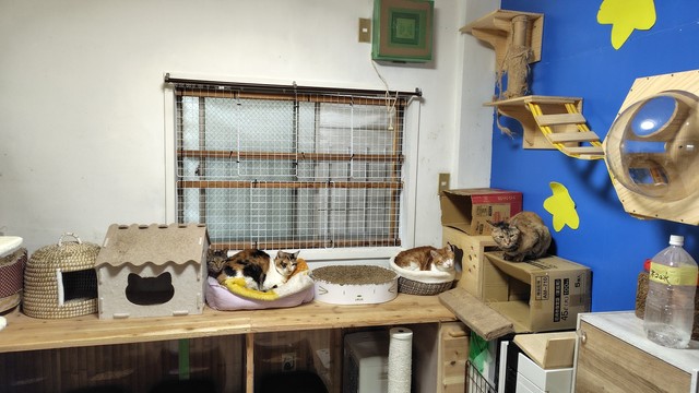 猫の世話とシェルターの環境維持はボランティアスタッフが交代で行う