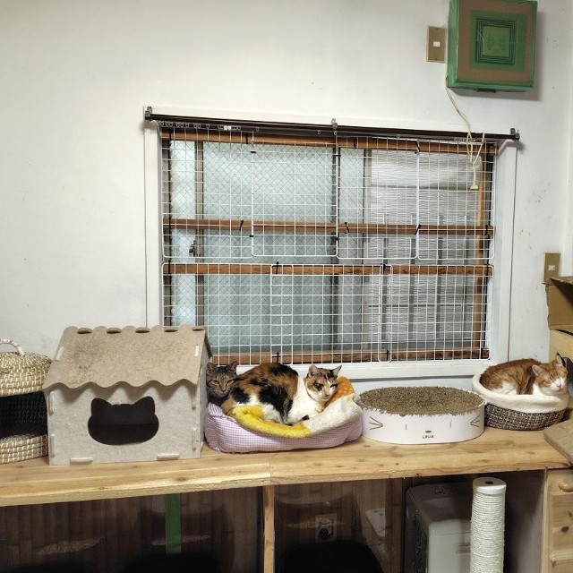 猫の世話とシェルターの環境維持はボランティアスタッフが交代で行う