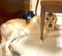 のんびりするのもプロレスするのもいつも一緒の仲良し兄弟、たびくん（奥）とぼんくん（手前）（画像提供：たびぼんボダ＆ゴルさん）