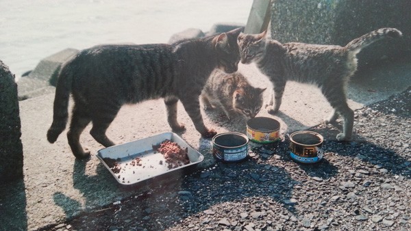 ニャン（左）は友香子さんのお父さんが海辺で保護した猫（友香子さん提供）