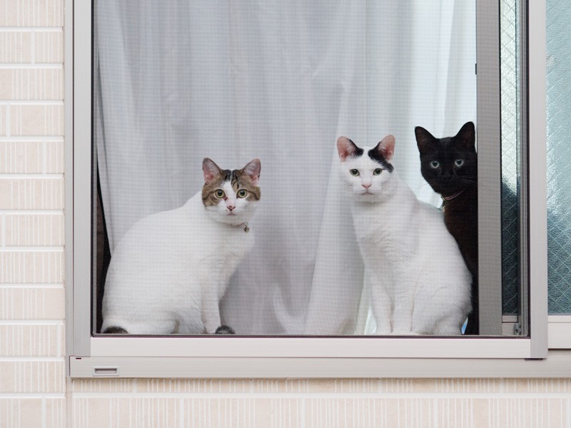 「通りすがりの人がみんな家の方見てくけど、なぜだろう？」（小林写函撮影）