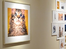 「世界一美しい猫たち」　巻き毛の猫ラパーマを写真で紹介