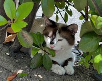 デイジーちゃんを保護した場所と動物病院は目と鼻の先でした