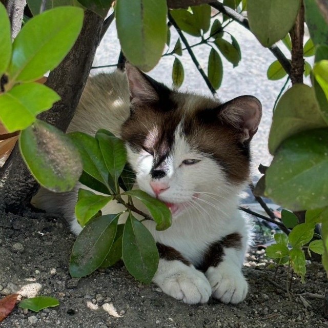 デイジーちゃんを保護した場所と動物病院は目と鼻の先でした