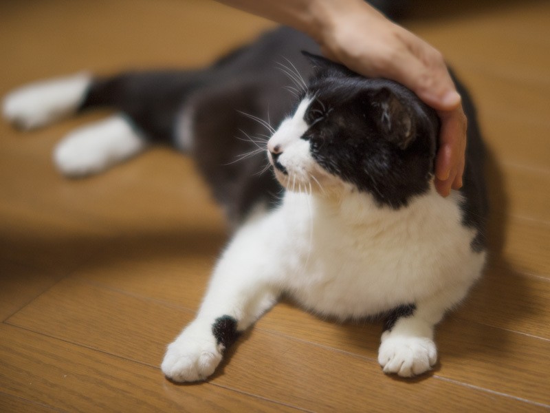 「たくさんなでてもらった」（小林写函撮影）
