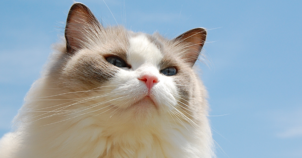 ハ*ビ様 komugi様✾ラグドールねこちゃん アートドール