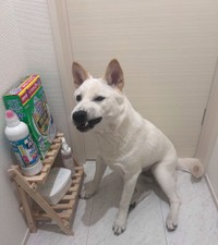 自ら来たのに嫌そうな顔をするぼんじりちゃん（提供：柑橘めたる🍊🐹🐱🐶さん）