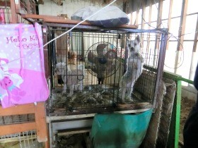 犬猫１００匹超、「劣悪な環境に」　保護施設運営ＮＰＯを告発