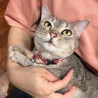 上目遣いがあざと可愛いベルちゃん