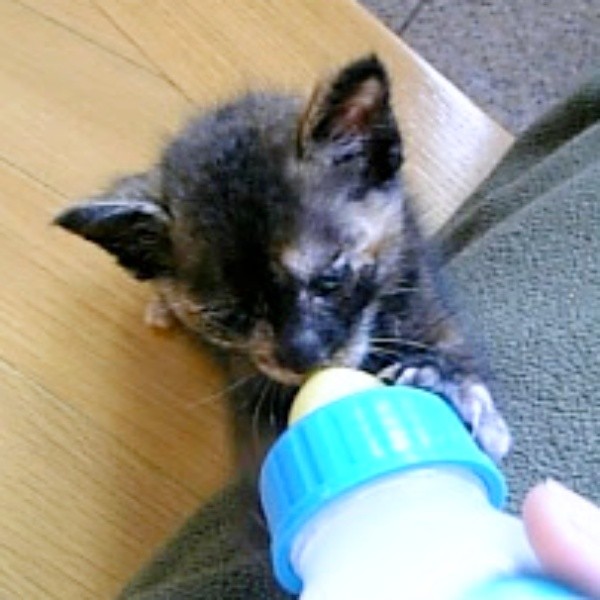 子猫時代、ミルクをごくごく飲むココアさん（画像提供：ココアさんパパさん）