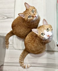 おやつの在庫を確認していたら…期待の眼差しを向ける（手前）クウちゃん、（上）カイちゃん（画像提供：クウとカイさん）