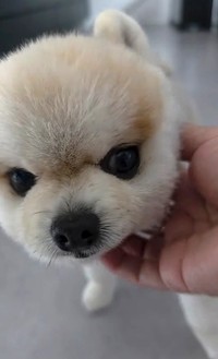 マメすけくんは「子どもと同じくらい大切な存在」（「ポメラニアンのマメすけ」さん提供、Instagramよりキャプチャ撮影）