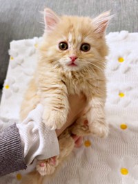 家族の仲間入りを果たしたうにくん（画像提供：うにまるさん）