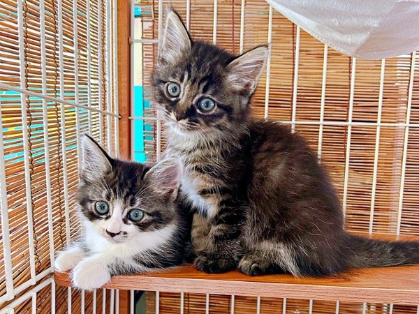 2026年7月、生後2カ月を迎えた（左から）エルちゃん、ウタちゃん（画像提供：飼い主さん）