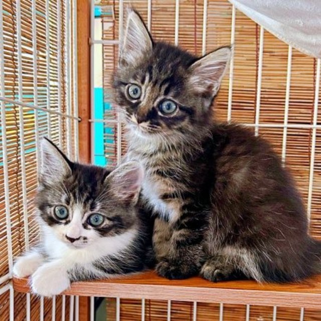 2026年7月、生後2カ月を迎えた（左から）エルちゃん、ウタちゃん（画像提供：飼い主さん）