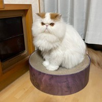 爪研ぎボウルに入ってちょこんと座るもけちゃん（画像提供：もけもけ@エキゾチックロングヘアさん）