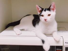 2022これからも楽しい毎日で賞　雑種猫「フク」