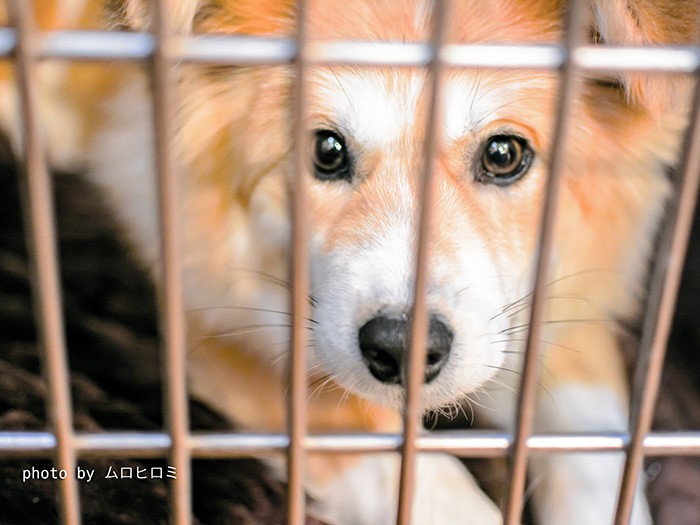 ゲージの中では警戒した目をしてました。抱っこされるとブルブルふるえてましたが、、、