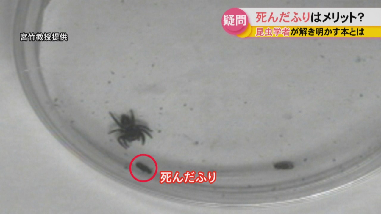 死んだふり にはメリットある 昆虫学者が世界で初めてデータで証明 岡山大学 Ksbニュース Ksb瀬戸内海放送