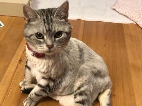 また家族になろうね　アメショー「あめり」、家族全員がそろう夜を選んで旅立った