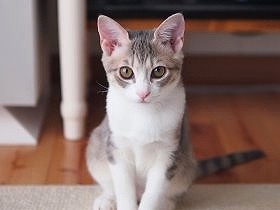 段ボール箱で捨てられた子猫　我が子のように愛され、美しく成長
