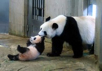 一般公開されたシャンシャン（左）と母親のシンシン＝2017年12月19日、東京都台東区の上野動物園、朝日新聞社