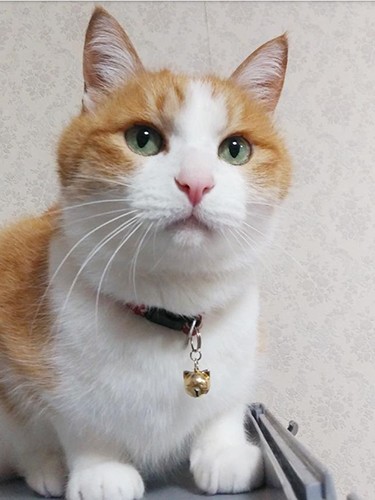 普段のぷくにゃん