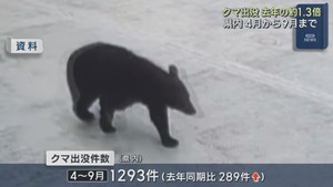 クマ出没件数は前年同期の１．３倍　宮城県の４〜９月　秋の行動活発化に注意しクマ対策の徹底を