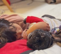 お正月、とろけるオハナちゃんと娘ちゃん＝フレンチブルドッグohanaさん（@ohana5301）提供
