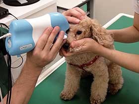 犬の眼科診察にAIを活用する新サービス　病気の早期発見に期待