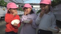 地元の園児たちがイチゴ狩りに挑戦
