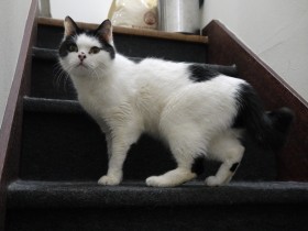 愛猫が与えてくれた「生きる喜び」　人生を見つめ直して開いたコーヒー豆店