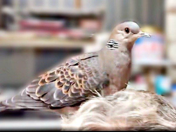 パパの頭の上にとまるリンちゃん（画像提供：ぽぅぽぅのいる世界さん）