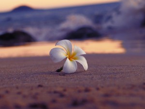 極度の緊張で始まったハワイ旅行が、私の小さな箱庭を壊してくれた