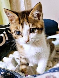 保護から1カ月、体重が順調に増えていったシエルくん（画像提供：BigBobさん）