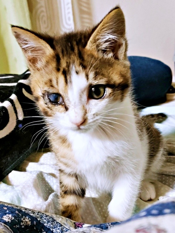 保護から1カ月、体重が順調に増えていったシエルくん（画像提供：BigBobさん）