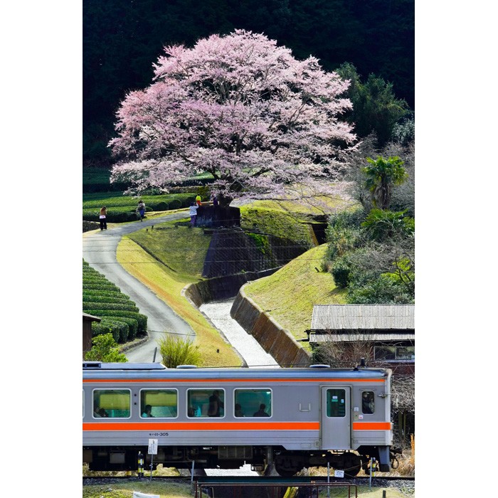 きれいすぎて、まるで絵画！」満開の桜に癒される…風景写真を無料配布