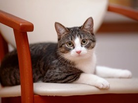 顔や鳴き声が赤ちゃんと共通？　猫はなぜかわいいのか、愛される理由を科学的に分析