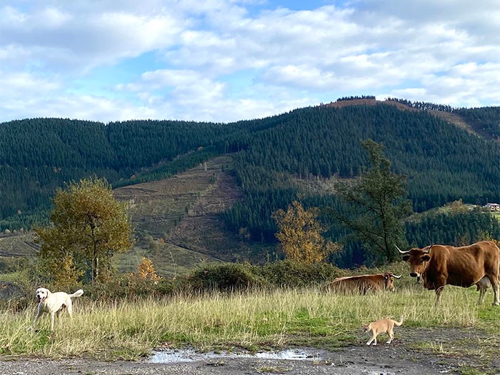 前田夫妻は住所もないバスクの山奥に立つ山小屋に住んでいて、おちびの他に元保護犬のラブ（左）とにわとり４羽も飼っています。近所で放牧されている牛もよく遊びに来ます。