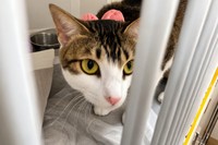 FIPは治療可能になったが、診断はもっと慎重であるべきという（獣医させっち先生提供）