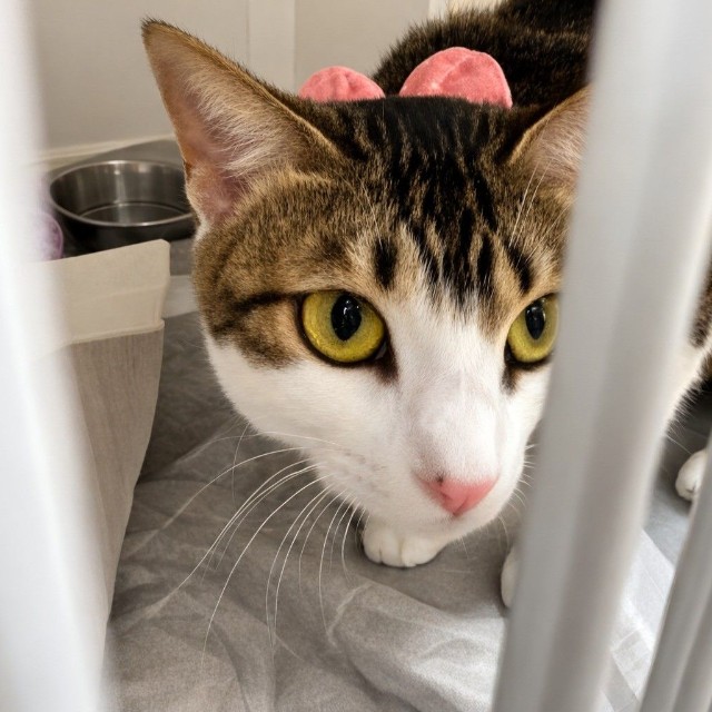 FIPは治療可能になったが、診断はもっと慎重であるべきという（獣医させっち先生提供）