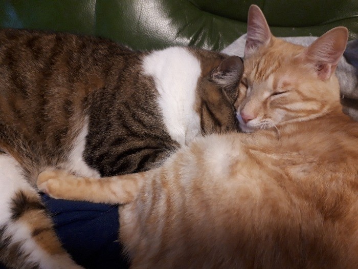 兄弟で抱き合い夢の世界へ